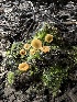  ( - HAY-F-002754)  @11 [ ] c (2023) Rudy Diaz Fungal Diversity Survey