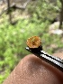  ( - HAY-F-002754)  @11 [ ] c (2023) Rudy Diaz Fungal Diversity Survey