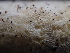  ( - HAY-F-004986)  @11 [ ] by-nc (2023) Dean Lyons Fungal Diversity Survey