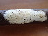  ( - HAY-F-004986)  @11 [ ] by-nc (2023) Dean Lyons Fungal Diversity Survey