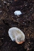  ( - HAY-F-004949)  @11 [ ] by-nc (2023) Warren Cardimona Fungal Diversity Survey