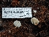  ( - HAY-F-004949)  @11 [ ] by-nc (2023) Warren Cardimona Fungal Diversity Survey