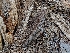  ( - HAY-F-004949)  @11 [ ] by-nc (2023) Warren Cardimona Fungal Diversity Survey