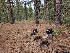  ( - HAY-F-004944)  @11 [ ] by-nc (2023) Warren Cardimona Fungal Diversity Survey