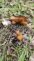  ( - HAY-F-002220)  @11 [ ] by-nc (2023) Thea Chesney Fungal Diversity Survey