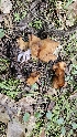  ( - HAY-F-002220)  @11 [ ] by-nc (2023) Thea Chesney Fungal Diversity Survey
