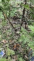  ( - HAY-F-002220)  @11 [ ] by-nc (2023) Thea Chesney Fungal Diversity Survey