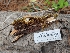  ( - HAY-F-004938)  @11 [ ] by-nc (2023) Warren Cardimona Fungal Diversity Survey