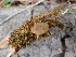  ( - HAY-F-004938)  @11 [ ] by-nc (2023) Warren Cardimona Fungal Diversity Survey