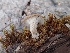 ( - HAY-F-004938)  @11 [ ] by-nc (2023) Warren Cardimona Fungal Diversity Survey