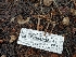  ( - HAY-F-004936)  @11 [ ] by-nc (2023) Warren Cardimona Fungal Diversity Survey