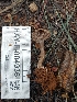  ( - HAY-F-004936)  @11 [ ] by-nc (2023) Warren Cardimona Fungal Diversity Survey