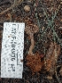  ( - HAY-F-004936)  @11 [ ] by-nc (2023) Warren Cardimona Fungal Diversity Survey