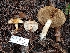  (Pholiota olivaceophylla - HAY-F-004934)  @11 [ ] by-nc (2023) Warren Cardimona Fungal Diversity Survey