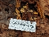  ( - HAY-F-004928)  @11 [ ] by-nc (2023) Warren Cardimona Fungal Diversity Survey
