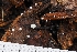  ( - HAY-F-004924)  @11 [ ] by-nc (2023) Warren Cardimona Fungal Diversity Survey