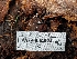  ( - HAY-F-004924)  @11 [ ] by-nc (2023) Warren Cardimona Fungal Diversity Survey