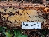  (Phlebia sp. CA02 - HAY-F-004920)  @11 [ ] by-nc (2023) Warren Cardimona Fungal Diversity Survey