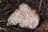  (Geopora cooperi - HAY-F-004919)  @11 [ ] by-nc (2023) Warren Cardimona Fungal Diversity Survey