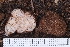 ( - HAY-F-004919)  @11 [ ] by-nc (2023) Warren Cardimona Fungal Diversity Survey