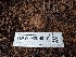  ( - HAY-F-004919)  @11 [ ] by-nc (2023) Warren Cardimona Fungal Diversity Survey