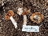  ( - HAY-F-004954)  @11 [ ] by-nc (2023) Warren Cardimona Fungal Diversity Survey