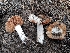  ( - HAY-F-004954)  @11 [ ] by-nc (2023) Warren Cardimona Fungal Diversity Survey