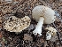 (Amanita - HAY-F-005256)  @11 [ ] by-nc (2023) Warren Cardimona Fungal Diversity Survey