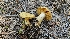  ( - HAY-F-002222)  @11 [ ] by-nc (2023) Thea Chesney Fungal Diversity Survey