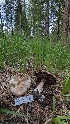  ( - HAY-F-001427)  @11 [ ] c (2023) Michelle C. Torres-Grant Fungal Diversity Survey