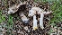  ( - HAY-F-001427)  @11 [ ] c (2023) Michelle C. Torres-Grant Fungal Diversity Survey