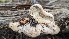  ( - HAY-F-001413)  @11 [ ] c (2023) Michelle C. Torres-Grant Fungal Diversity Survey