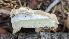  ( - HAY-F-001413)  @11 [ ] c (2023) Michelle C. Torres-Grant Fungal Diversity Survey