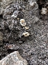  ( - HAY-F-004541)  @11 [ ] by-nc (2023) Stu Pickell Fungal Diversity Survey