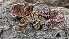  ( - HAY-F-001415)  @11 [ ] c (2023) Michelle C. Torres-Grant Fungal Diversity Survey