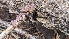  ( - HAY-F-001415)  @11 [ ] c (2023) Michelle C. Torres-Grant Fungal Diversity Survey