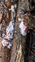  ( - HAY-F-001433)  @11 [ ] c (2023) Michelle C. Torres-Grant Fungal Diversity Survey