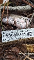  ( - HAY-F-001433)  @11 [ ] c (2023) Michelle C. Torres-Grant Fungal Diversity Survey