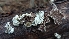  ( - HAY-F-001434)  @11 [ ] c (2023) Michelle C. Torres-Grant Fungal Diversity Survey