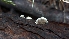  ( - HAY-F-001434)  @11 [ ] c (2023) Michelle C. Torres-Grant Fungal Diversity Survey