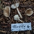  ( - HAY-F-001437)  @11 [ ] c (2023) Michelle C. Torres-Grant Fungal Diversity Survey