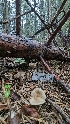  ( - HAY-F-001437)  @11 [ ] c (2023) Michelle C. Torres-Grant Fungal Diversity Survey