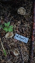  ( - HAY-F-001437)  @11 [ ] c (2023) Michelle C. Torres-Grant Fungal Diversity Survey