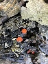  ( - HAY-F-004351)  @11 [ ] by-nc (2023) Jaren Hockert Fungal Diversity Survey