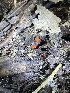  ( - HAY-F-004351)  @11 [ ] by-nc (2023) Jaren Hockert Fungal Diversity Survey