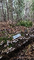  ( - HAY-F-001436)  @11 [ ] c (2023) Michelle C. Torres-Grant Fungal Diversity Survey