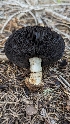  ( - HAY-F-001443)  @11 [ ] c (2023) Michelle C. Torres-Grant Fungal Diversity Survey