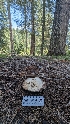  ( - HAY-F-001443)  @11 [ ] c (2023) Michelle C. Torres-Grant Fungal Diversity Survey