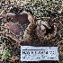  (Sarcosphaera pacifica - HAY-F-001448)  @11 [ ] c (2023) Michelle C. Torres-Grant Fungal Diversity Survey