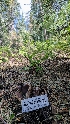  ( - HAY-F-001448)  @11 [ ] c (2023) Michelle C. Torres-Grant Fungal Diversity Survey